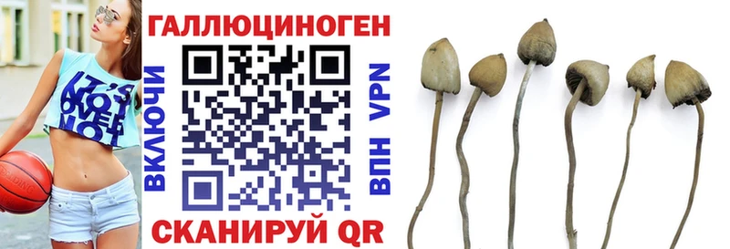хочу наркоту  blacksprut зеркало  Псилоцибиновые грибы GOLDEN TEACHER  Новоузенск 